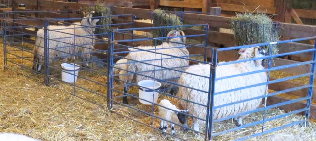 Sydell Folding Lambing & Kidding Pen Add-On | #0120B | 60–120 in Width | For Sheep & Goat Pens