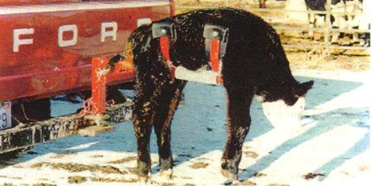 Global Equipment Palco Calf Kradel | 72" Length | 15–20 HP | For ATV & 4-Wheeler