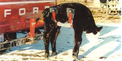 Global Equipment Palco Calf Kradel | 72" Length | 15–20 HP | For ATV & 4-Wheeler