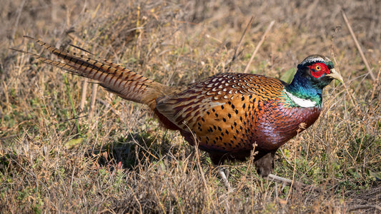 Florida Pheasant Hunting Trip - Tower Shoot