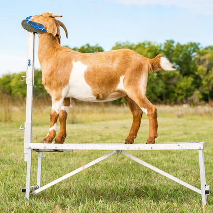 Sydell Fold-Up Fitting Stand | #0705 / #AL0745 | Size 20" x 48" | For Sheep & Goat Show Equipment