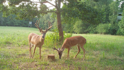 4S Advanced Wildlife Solutions Antler Addict Deer Mineral | Blocks & 25 lb Bags | High‑Potency Chelated Minerals | For Whitetail Deer Growth & Herd Health