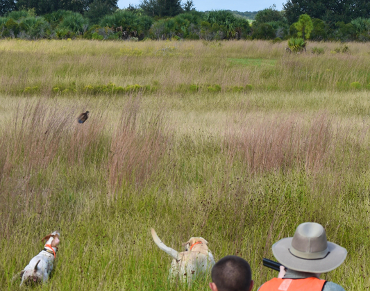Florida Quail Hunting Trip