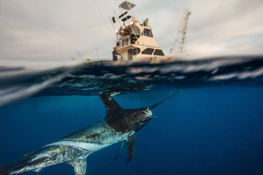 Florida Swordfish Fishing Trips