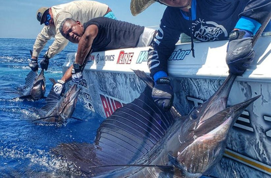 Florida Sailfish Fishing Trips