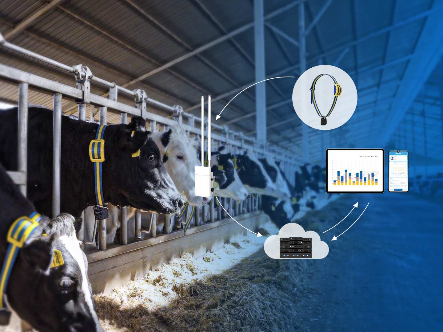 Sveaverken MooCollar Bree-Heat Detection And Health Monitoring For Dairy