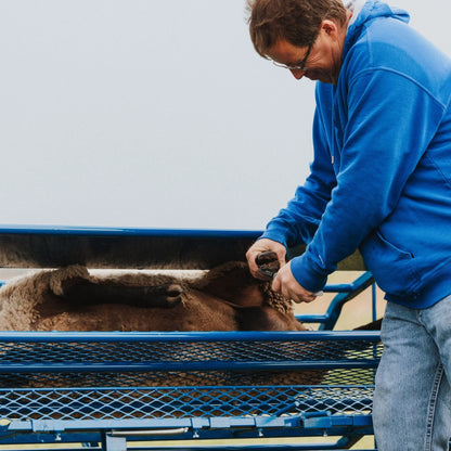 Sydell Tilt Table For Sheep & Goats | #0930 | Width 61" | For 100+ lb Livestock Hoof Trimming