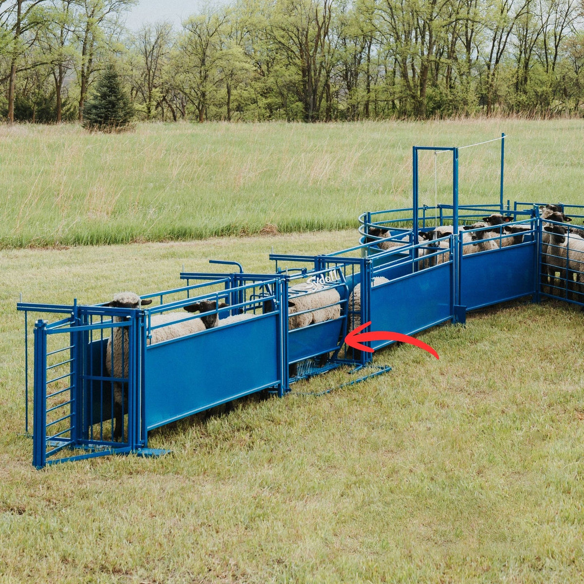 Sydell Tilt Table For Sheep & Goats | #0930 | Width 61" | For 100+ lb Livestock Hoof Trimming
