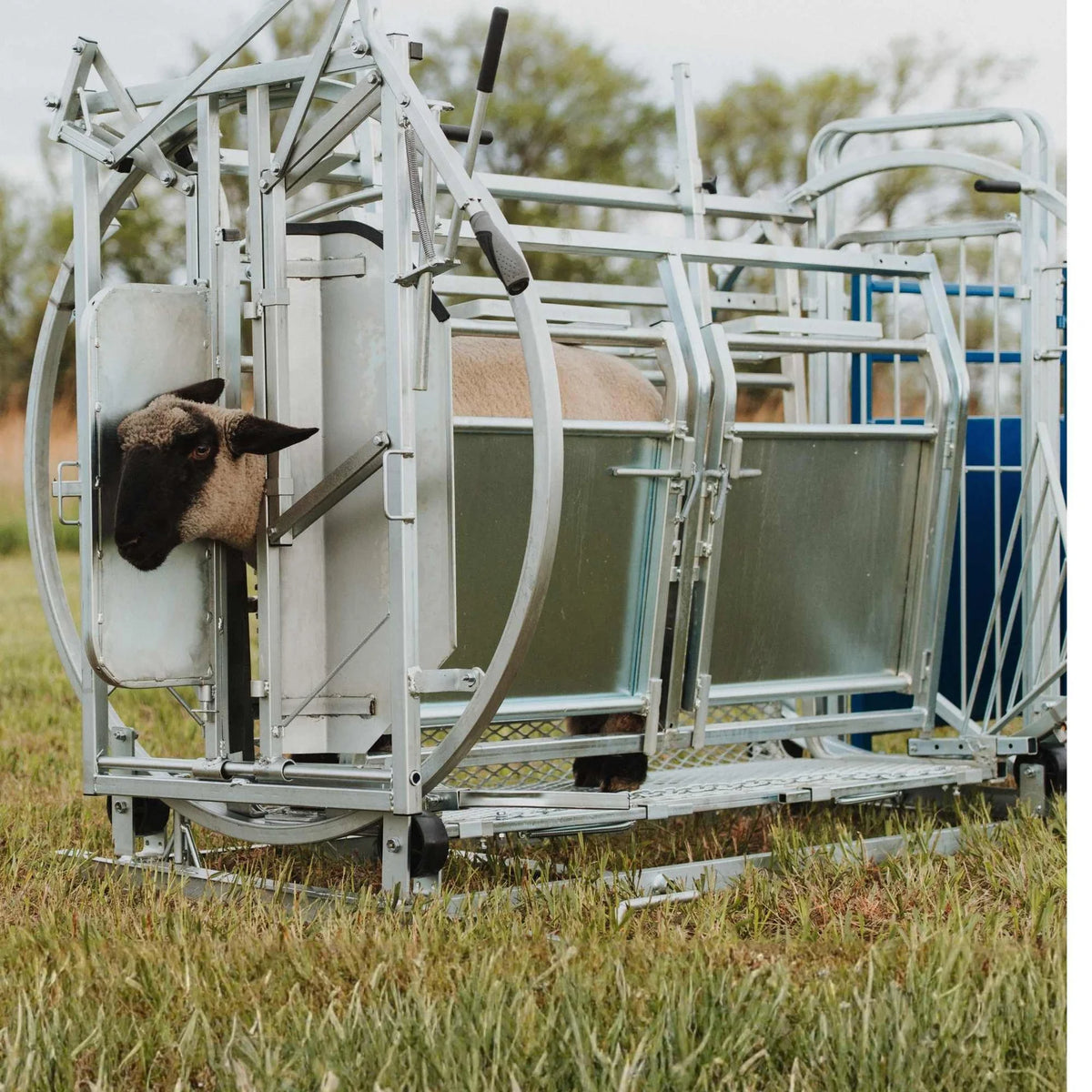 Sydell Deluxe Spin Doctor | #0938 | 46" Width | For Sheep & Goat Hoof Trimming & Handling