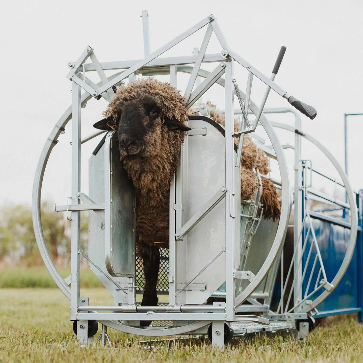 Sydell Deluxe Spin Doctor | #0938 | 46" Width | For Sheep & Goat Hoof Trimming & Handling