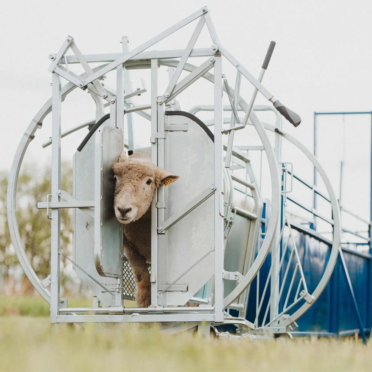 Sydell Deluxe Spin Doctor | #0938 | 46" Width | For Sheep & Goat Hoof Trimming & Handling