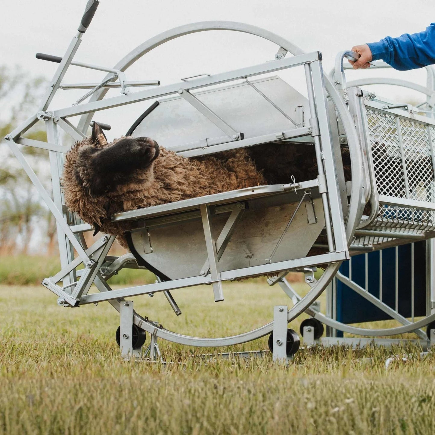 Sydell Deluxe Spin Doctor | #0938 | 46" Width | For Sheep & Goat Hoof Trimming & Handling