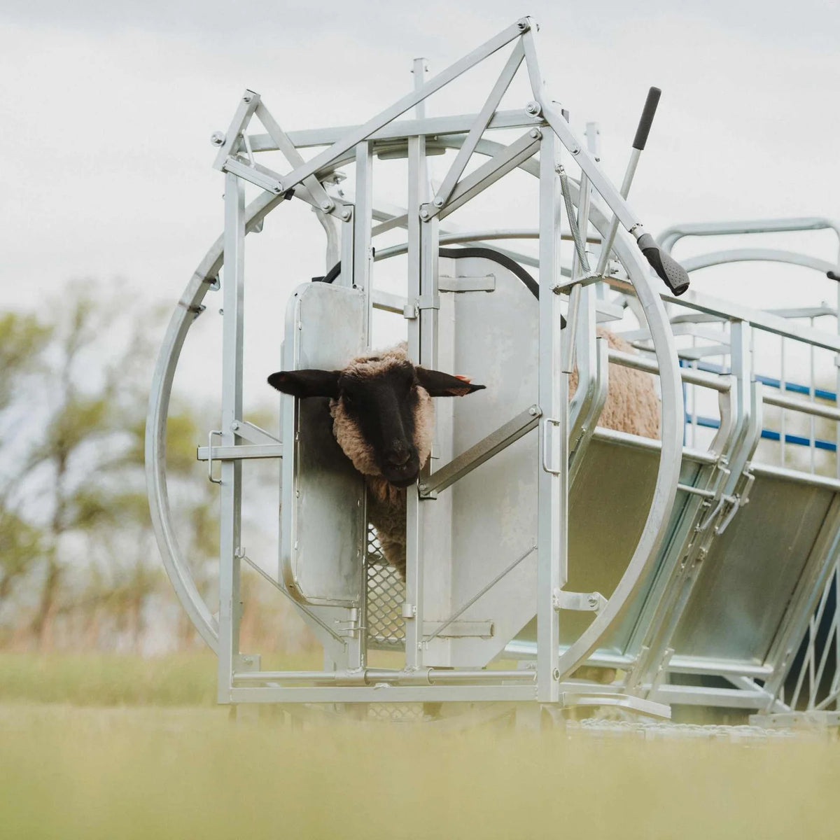 Sydell Deluxe Spin Doctor | #0938 | 46" Width | For Sheep & Goat Hoof Trimming & Handling