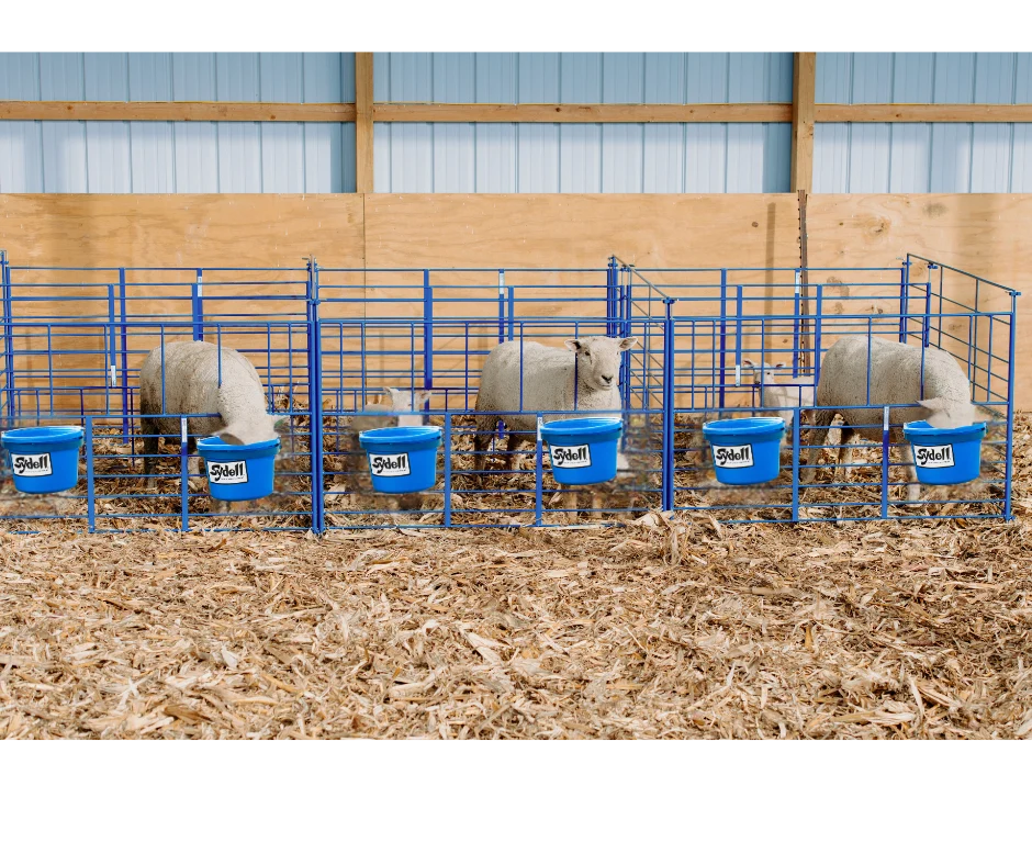 Sydell Freestanding Starter Pen | #0112A | 6' Width | For Sheep & Goat Lambing & Kidding