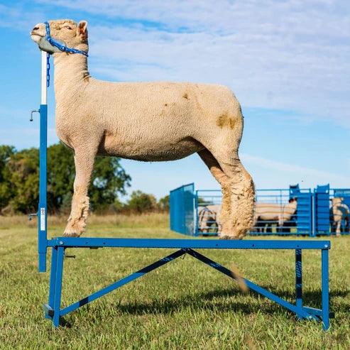 Sydell Fold-Up Fitting Stand | #0705 / #AL0745 | Size 20" x 48" | For Sheep & Goat Show Equipment