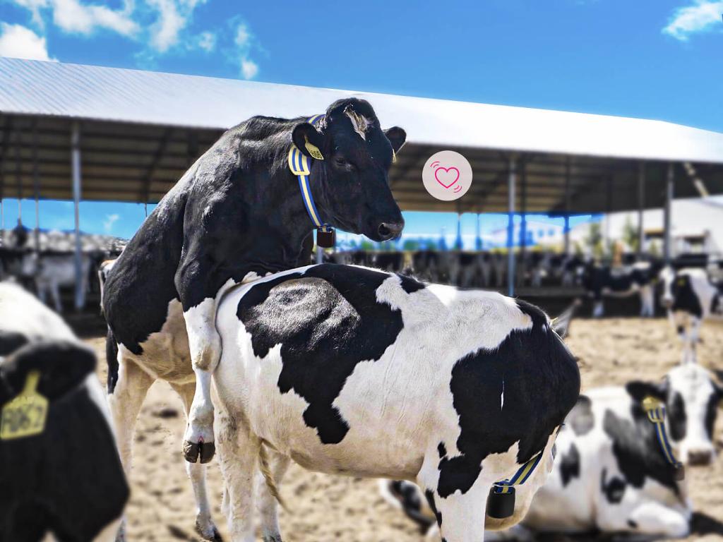 Sveaverken MooCollar Bree-Heat Detection And Health Monitoring For Dairy