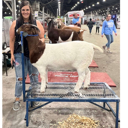 Sydell Fold-Up Fitting Stand | #0705 / #AL0745 | Size 20" x 48" | For Sheep & Goat Show Equipment