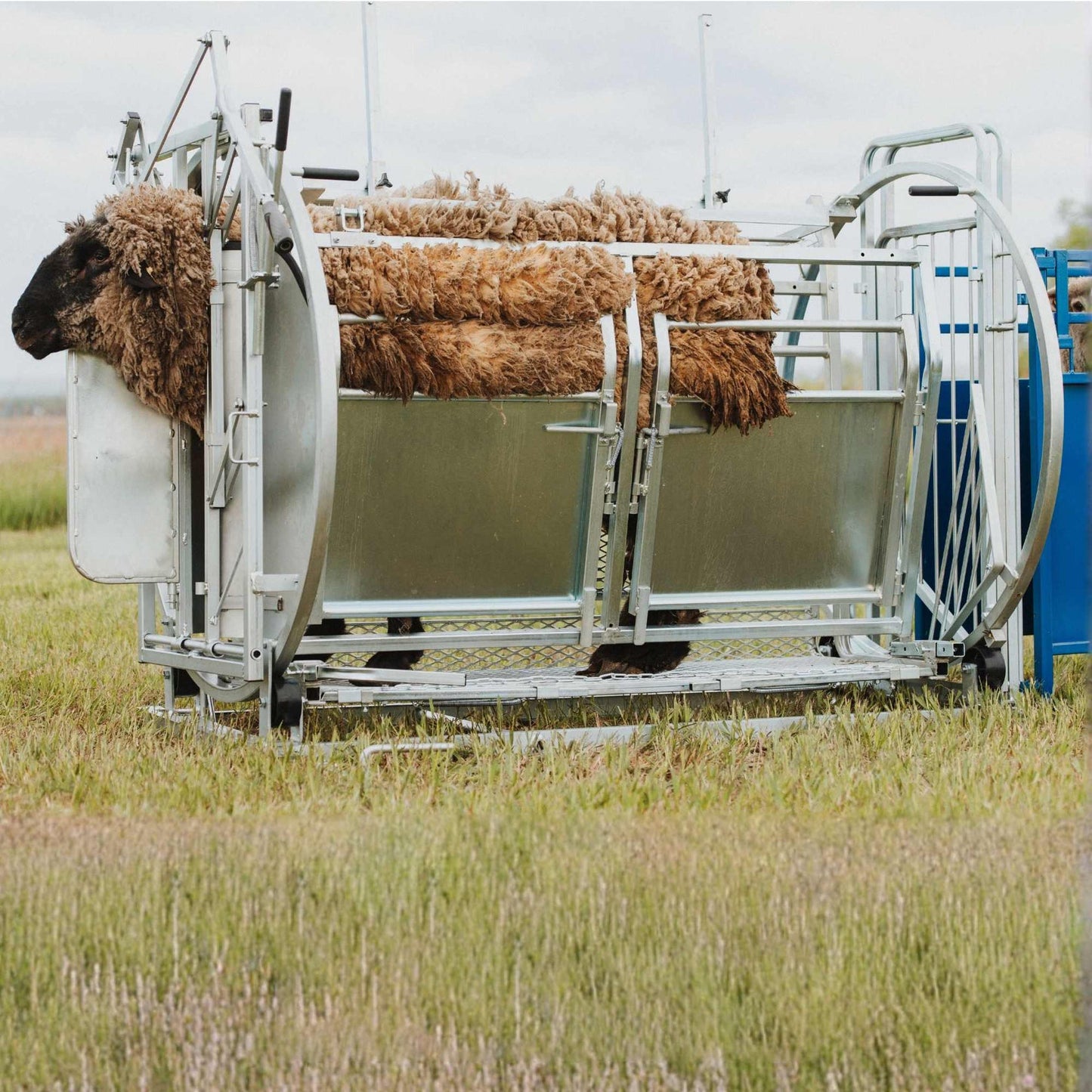 Sydell Deluxe Spin Doctor | #0938 | 46" Width | For Sheep & Goat Hoof Trimming & Handling