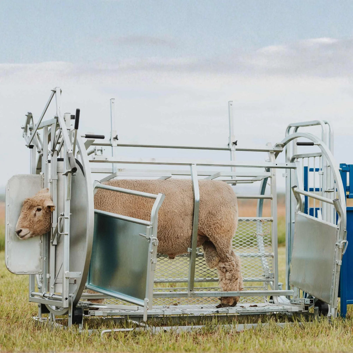 Sydell Deluxe Spin Doctor | #0938 | 46" Width | For Sheep & Goat Hoof Trimming & Handling