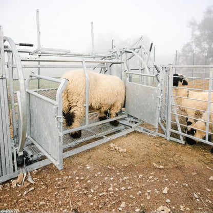 Sydell Deluxe Spin Doctor | #0938 | 46" Width | For Sheep & Goat Hoof Trimming & Handling