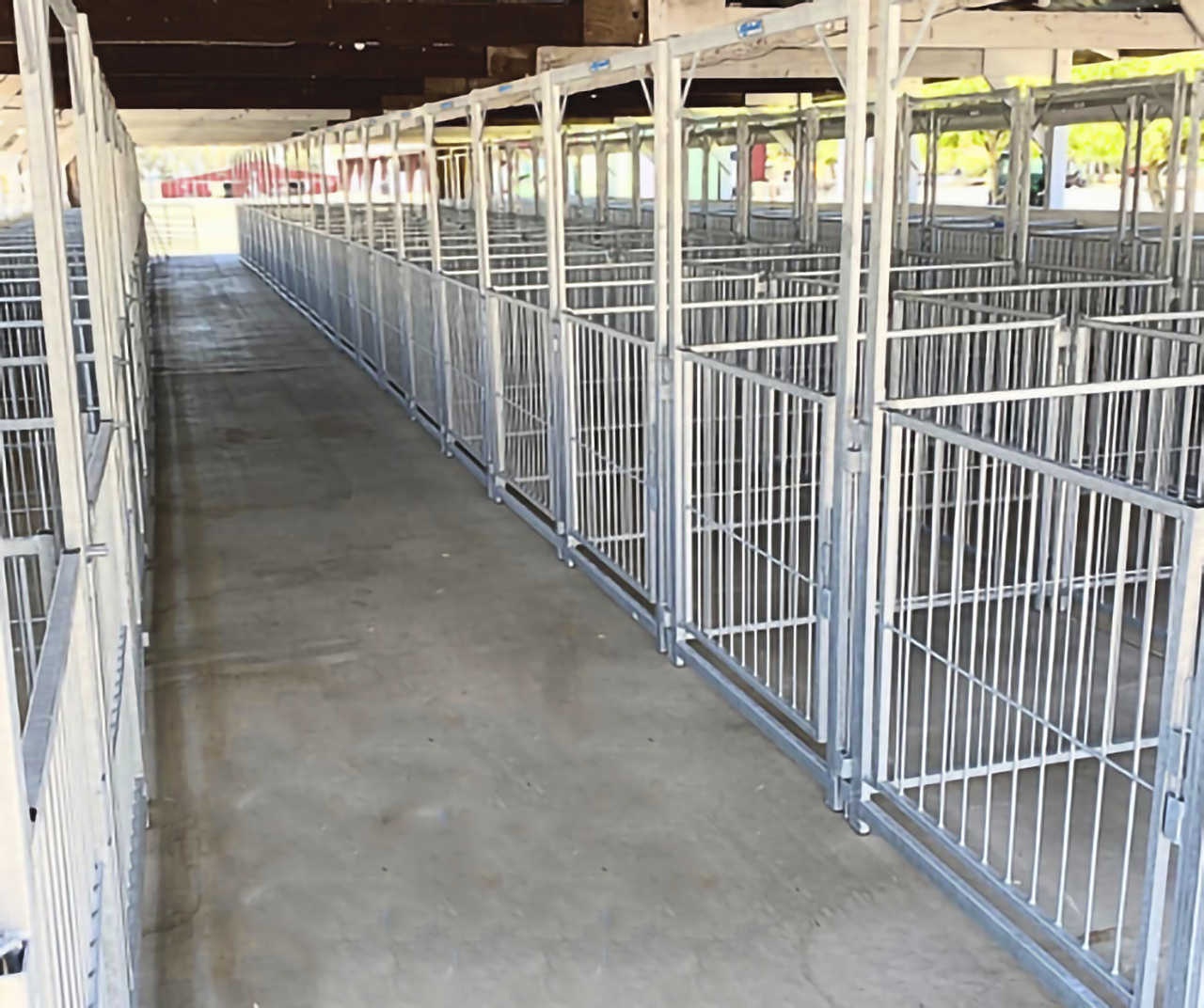 Sydell Multi-Species Arched Front Gate | FPEV4A4 &FPEV5A5 | Width 48" To 72" | For Livestock Show Pens