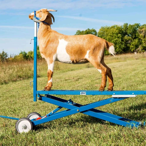 Sydell Hydraulic Stand | #0780 | Deck Size 20" x 48" | For Livestock Show & Grooming