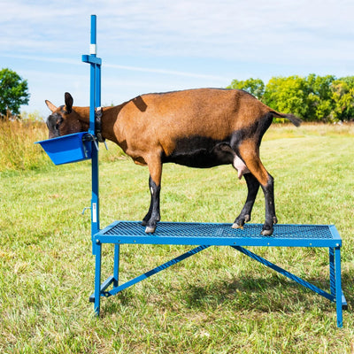 Sydell Milking Stanchion Set | #0736-36 / #0736 | Deck Size 20