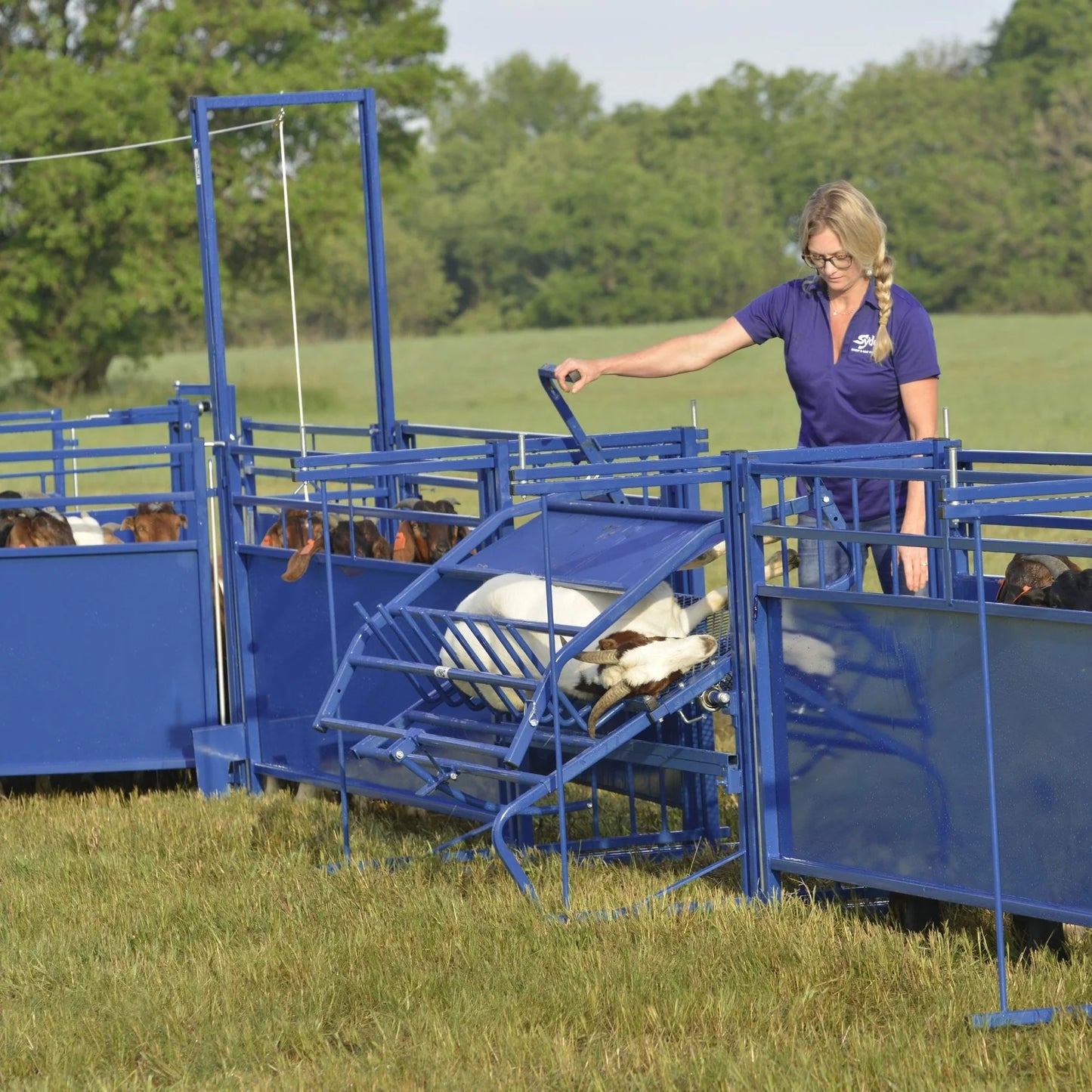 Sydell Tilt Table For Sheep & Goats | #0930 | Width 61" | For 100+ lb Livestock Hoof Trimming