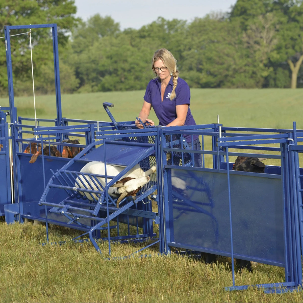 Sydell Tilt Table For Sheep & Goats | #0930 | Width 61" | For 100+ lb Livestock Hoof Trimming