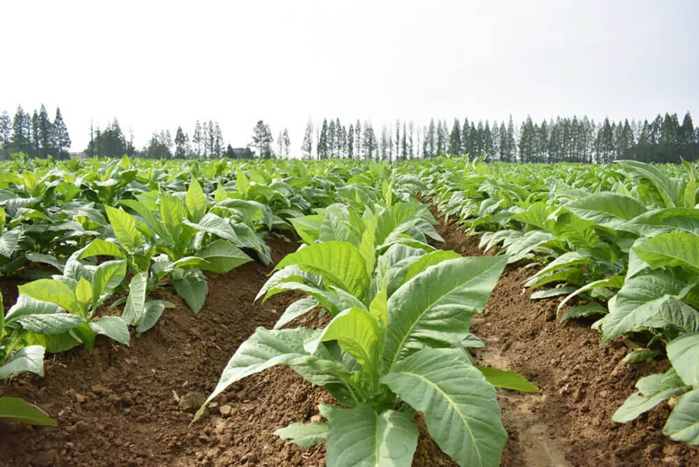 LJ-TECH AG TOBACCO PLANT PROTECTION SPRAYER ROBOT WITH 200L BOX CAPACITY