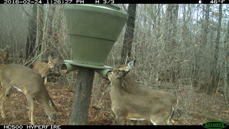 EGC Traps Feedbank 600 Gravity Deer Feeder | FB600 | Capacity 600 lbs | 4 Ports | Tree & 6×6 Post Mount | For Banks Outdoors