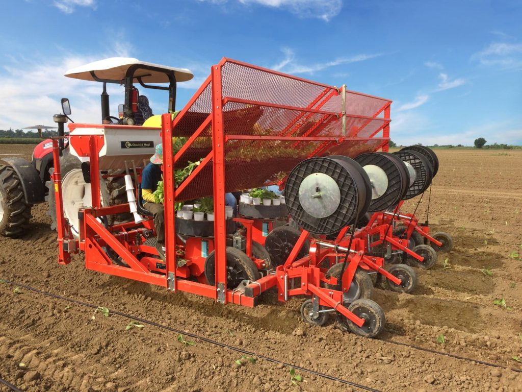 4 row tobacco setter Checchi & Magli Transplanter Unitrium45 | 1-6 Rows 4 row tobacco setter Checchi & Magli Transplanter Unitrium45 | 1-6 Rows