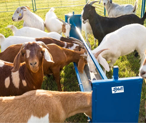 Sydell Bunk/Trough Grain Feeder | #0852F-4 / #0852F | 4' & 7' | Flat Trough | For Sheep & Goats