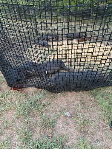 Pig Brig Portable Multi-Catch Wild Hog Trap | Size 20' | Double-Wall Hog Trap Net | Multi-Catch Wild Boar Control