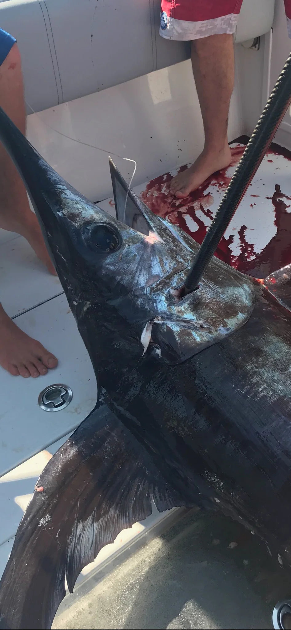 LT Marine Carbon Fiber Gaffs | 6’ & 8’ Lengths | 2” & 3” Winthrop J & Standard Hooks | Ultralight Floating Design | For Offshore Fishing