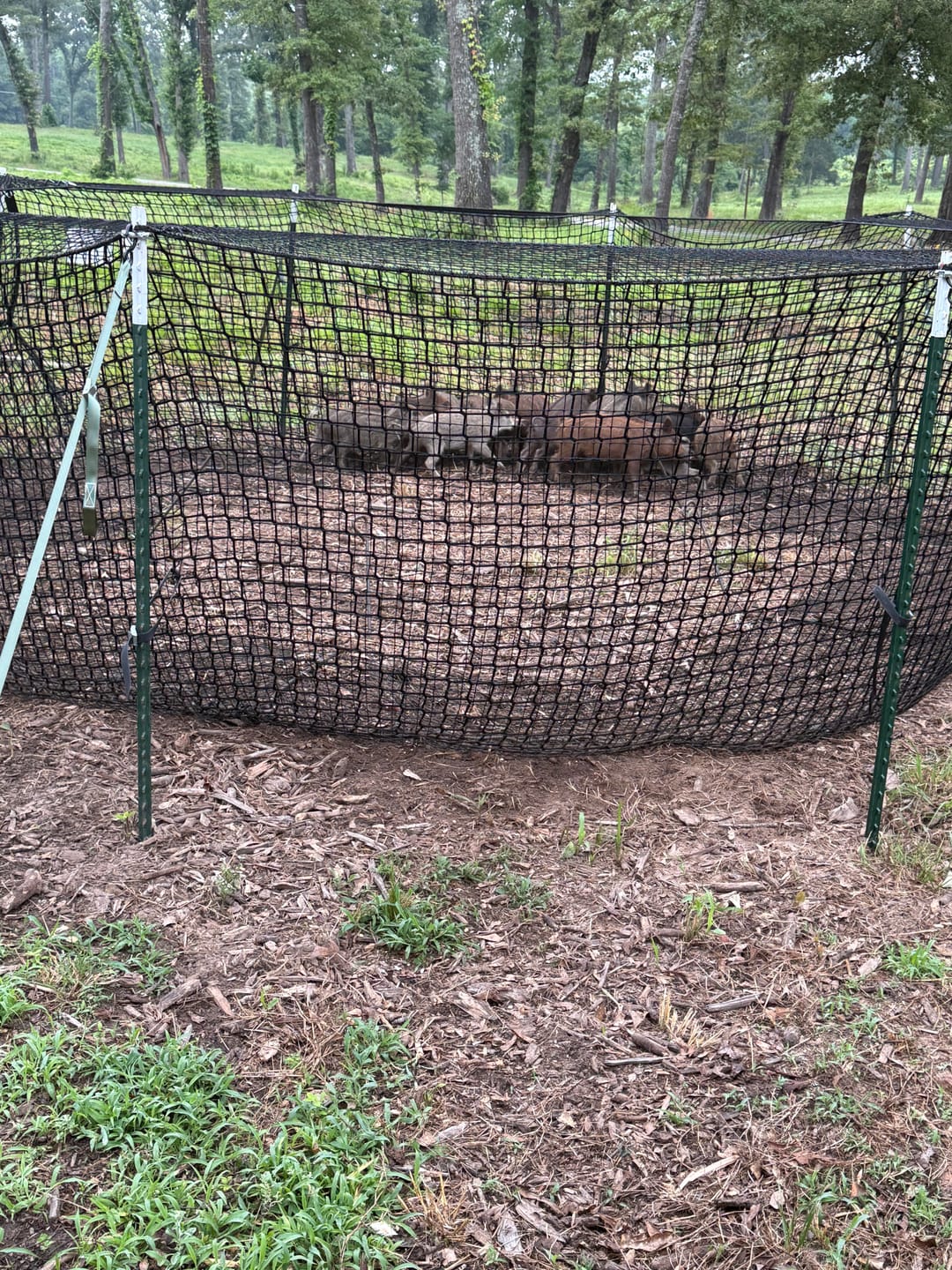 Pig Brig Portable Multi-Catch Wild Hog Trap | Size 20' | Double-Wall Hog Trap Net | Multi-Catch Wild Boar Control