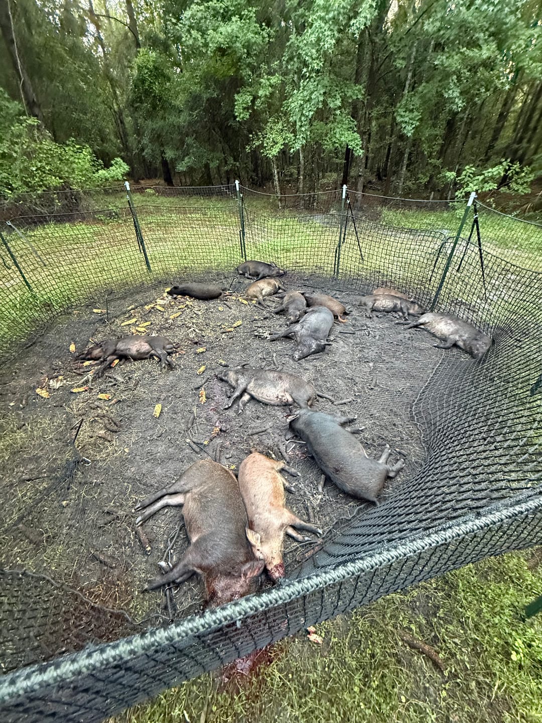Pig Brig Portable Multi-Catch Wild Hog Trap | Size 20' | Double-Wall Hog Trap Net | Multi-Catch Wild Boar Control