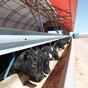 FarmTek ClearSpan HD BeefMaster™ Building System | Controlled Environment For Livestock