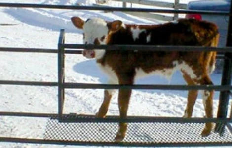 Top Dog Attachments Calf Catching Corral | Width 75" | Weight 415 lbs | For Mini Skid Steer