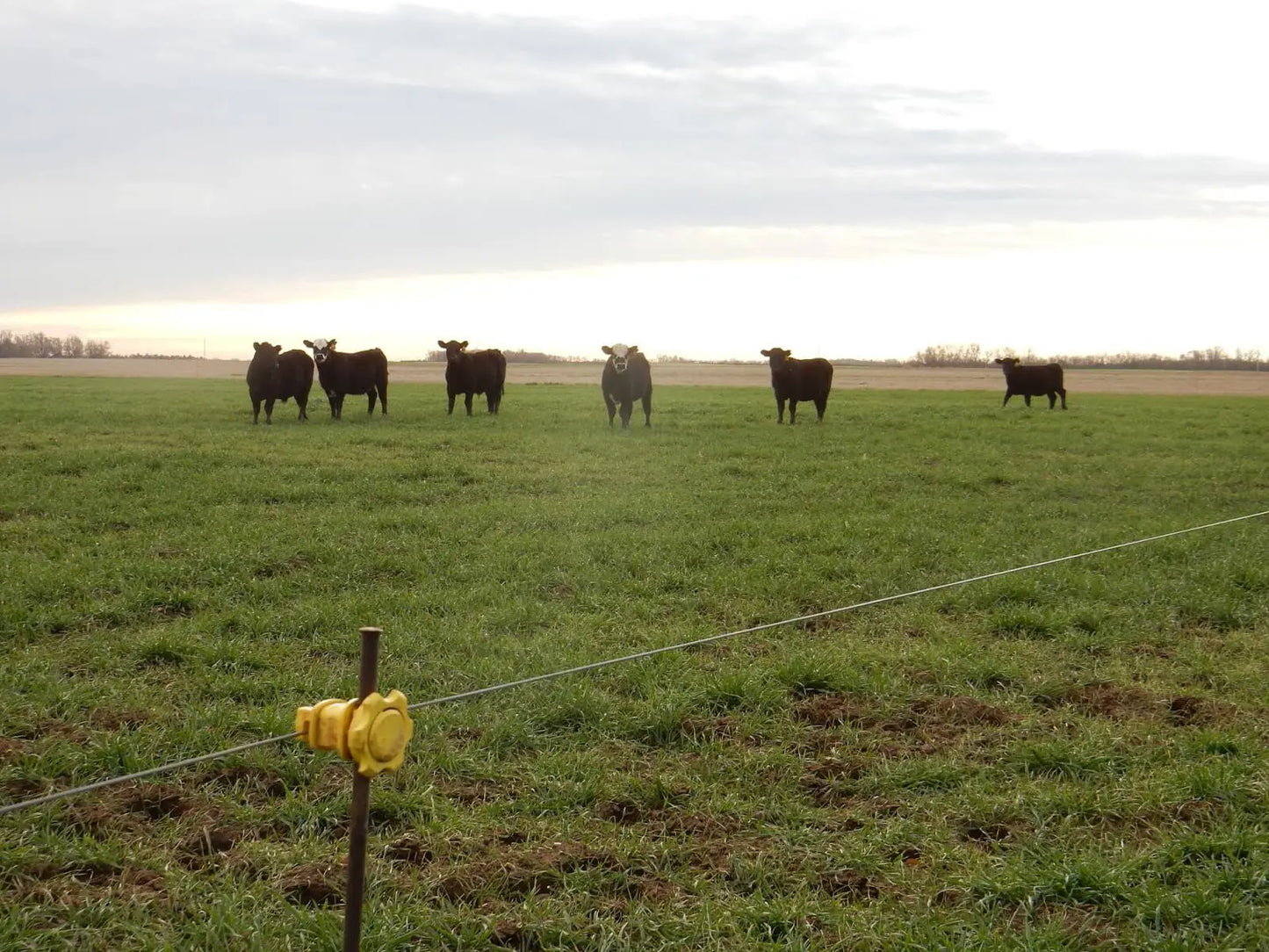 OKBRAND Electric Fence Wire | 266-0 | 14 Gauge | 1/4-Mile | Galvanized Wire For Fencing