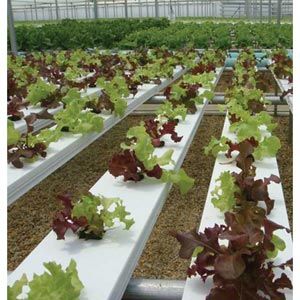 FarmTek GrowSpan 14'W Commercial Educator Greenhouse | Twin-Wall Polycarbonate | Ideal For Research & Educational Institutions