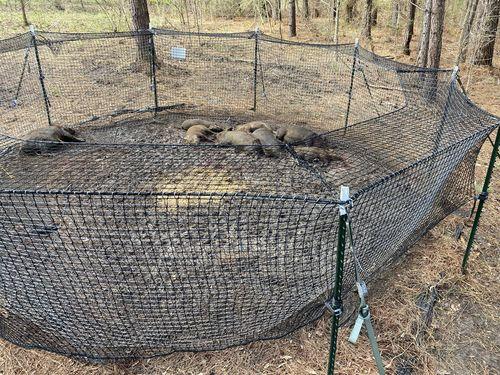 Pig Brig Portable Multi-Catch Wild Hog Trap | Size 20' | Double-Wall Hog Trap Net | Multi-Catch Wild Boar Control