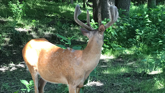 4S Advanced Wildlife Solutions Antler Addict Deer Mineral | Blocks & 25 lb Bags | High‑Potency Chelated Minerals | For Whitetail Deer Growth & Herd Health