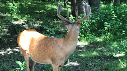4S Advanced Wildlife Solutions Antler Addict Deer Mineral | Blocks & 25 lb Bags | High‑Potency Chelated Minerals | For Whitetail Deer Growth & Herd Health