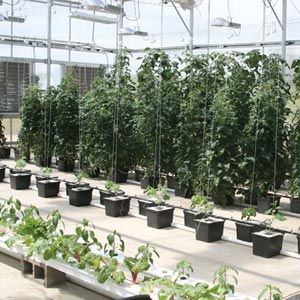 FarmTek GrowSpan 14'W Commercial Educator Greenhouse | Twin-Wall Polycarbonate | Ideal For Research & Educational Institutions