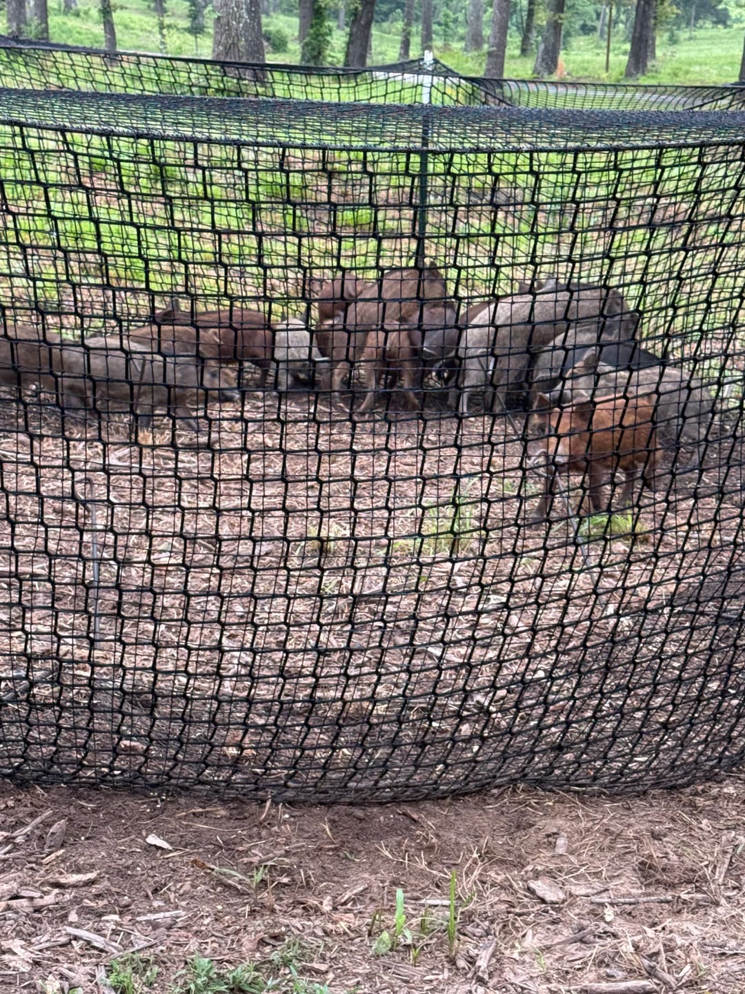 Pig Brig Portable Multi-Catch Wild Hog Trap | Size 20' | Double-Wall Hog Trap Net | Multi-Catch Wild Boar Control