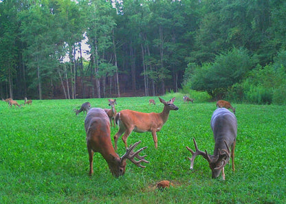 4S Advanced Wildlife Solutions Fall Food Plot Seeds | Harvest Advantage, Forager Plus, Brassica, Everlast, Blow-Till & Field Shield | Fall & Winter Deer Food Plot Seed