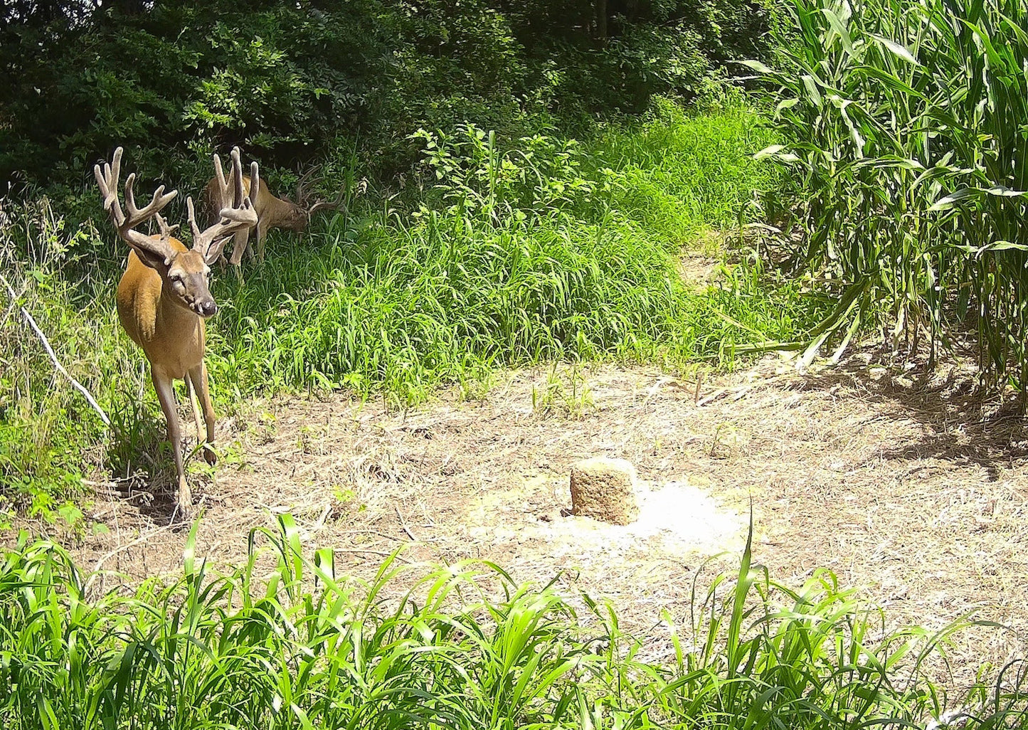 4S Advanced Wildlife Solutions Pro20 Protein Deer Block | Pellets & Bulk | 50 & 2000 lb | 20% Protein | For Deer Attractant & Nutritional Supplement