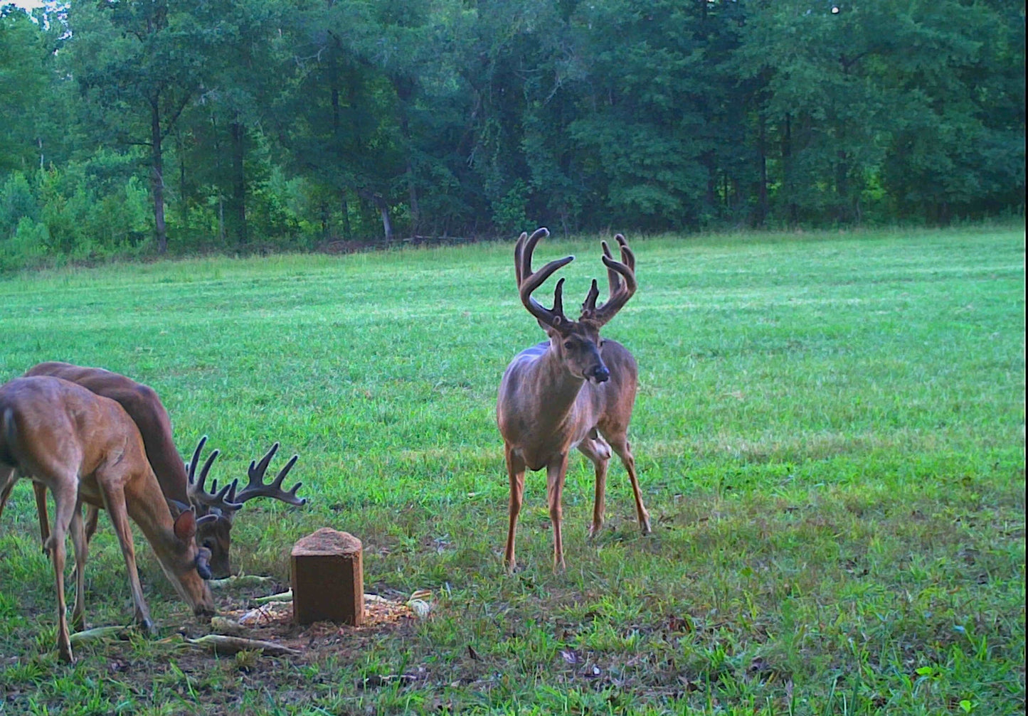 4S Advanced Wildlife Solutions Pro20 Protein Deer Block | Pellets & Bulk | 50 & 2000 lb | 20% Protein | For Deer Attractant & Nutritional Supplement