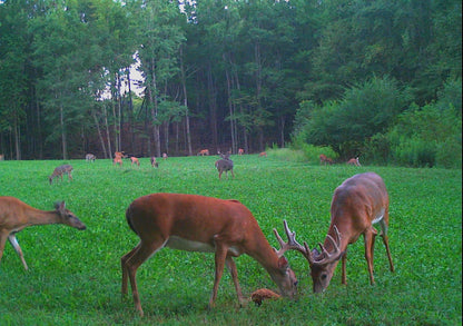 4S Advanced Wildlife Solutions Fall Food Plot Seeds | Harvest Advantage, Forager Plus, Brassica, Everlast, Blow-Till & Field Shield | Fall & Winter Deer Food Plot Seed